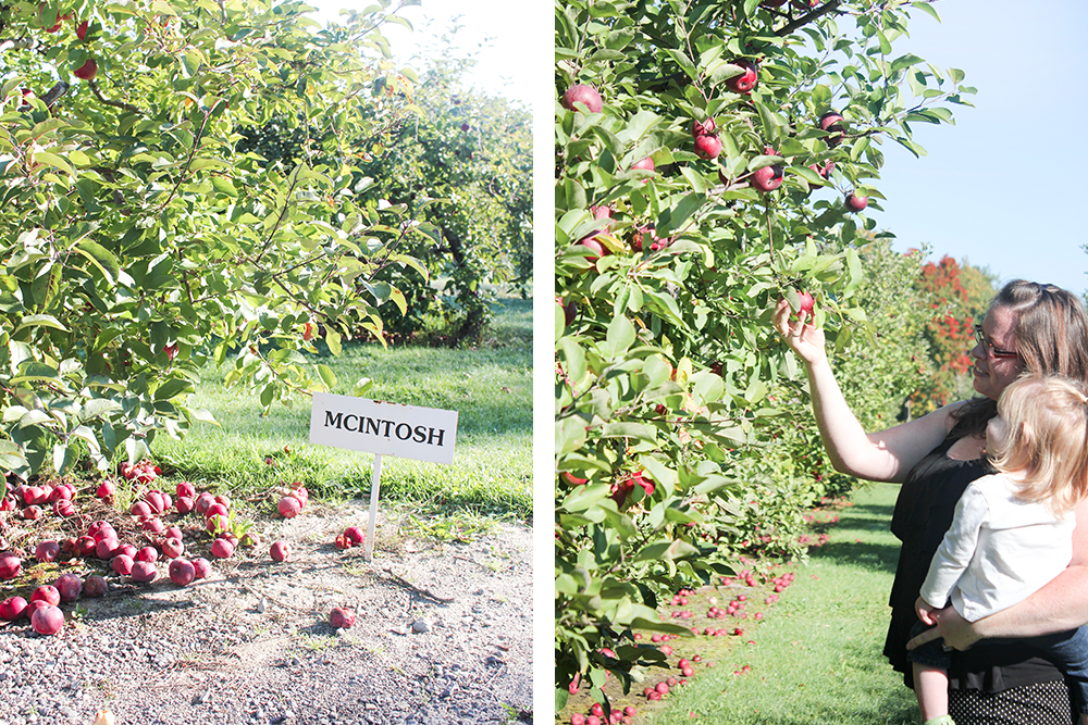 Apple Picking | 27th and Olive