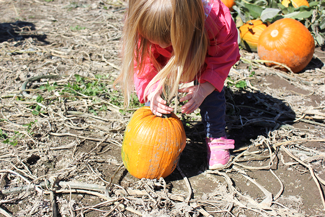 A Day at the Pumpkin Patch