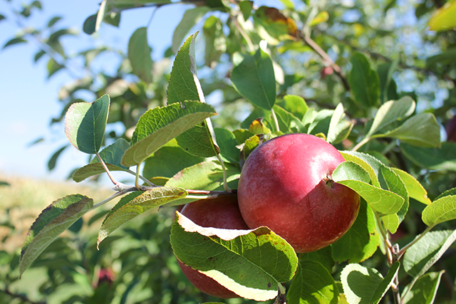 Vlog: Apple Picking