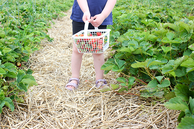 Strawberry Season